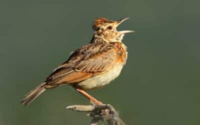 Early bird: de festivais de música ao happy hour, conheça essa expressão