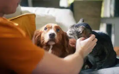 Diga “Hola” com a patinha: fale com seus pets em espanhol (cachorros e gatos!)